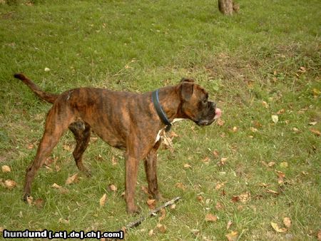 Boxer Hunde Foto 7065 Boxer