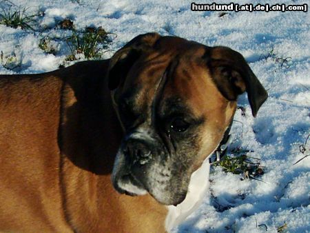 Boxer Hunde Foto 16591 in höherer Auflösung ansehen Boxer Cora