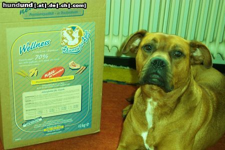 Boxer Hunde Foto 15550 in höherer Auflösung ansehen Boxer Basco - Auf Machen ! Es ist Dinner Time.