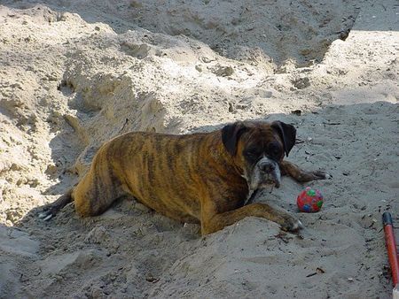 Boxer Hunde Foto 40246 in höherer Auflösung ansehen Boxer Camping