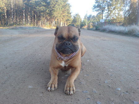 Boxer Hunde Foto 40306 Boxer Mein alles geliebter Ferris