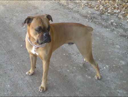 Boxer Hunde Foto 40308 in höherer Auflösung ansehen Boxer Bin ich nicht ein hüpscher????