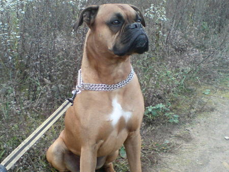 Boxer Hunde Foto 40307 Boxer Mein Baby Ferris