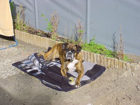 Boxer Hunde Foto 40248 in höherer Auflösung ansehen Boxer Camping