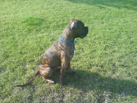 Boxer Hunde Foto 40702 in höherer Auflösung ansehen Boxer lenox
