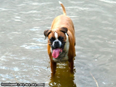 Boxer Hunde Foto 44935 in höherer Auflösung ansehen Boxer