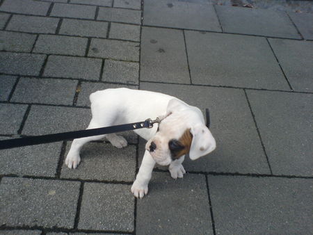 Boxer Hunde Foto 30469 in höherer Auflösung ansehen Boxer