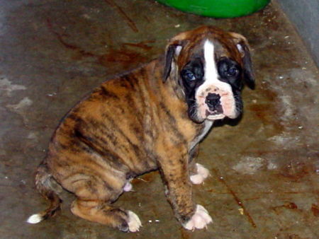 Boxer Hunde Foto 40764 in höherer Auflösung ansehen Boxer 5Wochen alt unser Spike