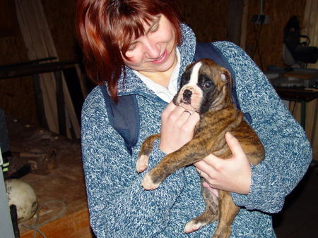 Boxer Hunde Foto 40765 in höherer Auflösung ansehen Boxer 5Wochen alt unser Spike