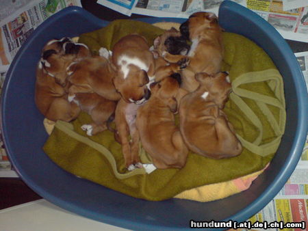 Boxer Hunde Foto 44933 in höherer Auflösung ansehen Boxer Der erste Nachwuchs