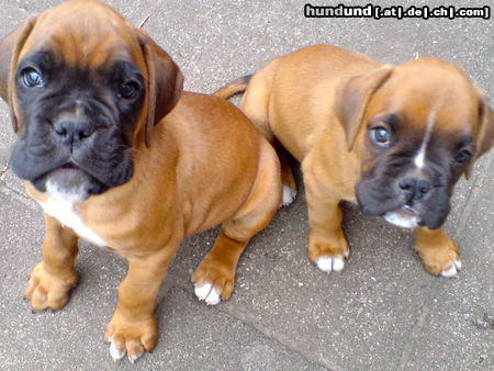Boxer Hunde Foto 44936 in höherer Auflösung ansehen Boxer 2 Brüder