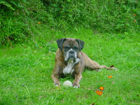 Boxer Hunde Foto 40240 in höherer Auflösung ansehen Boxer Annabell im Garten