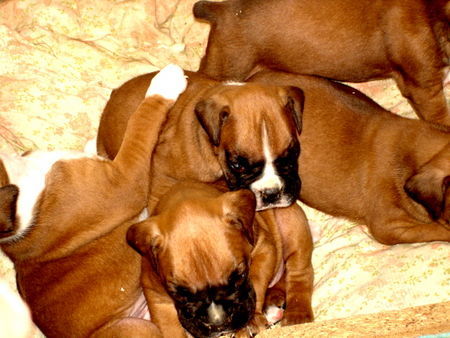 Boxer Hunde Foto 38883 in höherer Auflösung ansehen Boxer Welpen :-)