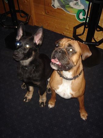 Boxer Hunde Foto 37554 in höherer Auflösung ansehen Boxer Kiara