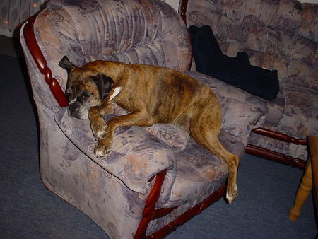 Boxer Hunde Foto 40241 in höherer Auflösung ansehen Boxer Annabell im Sessel