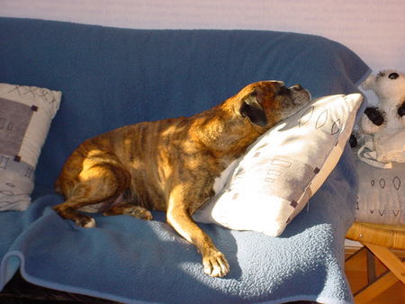 Boxer Hunde Foto 40242 in höherer Auflösung ansehen Boxer Voll die Sonne