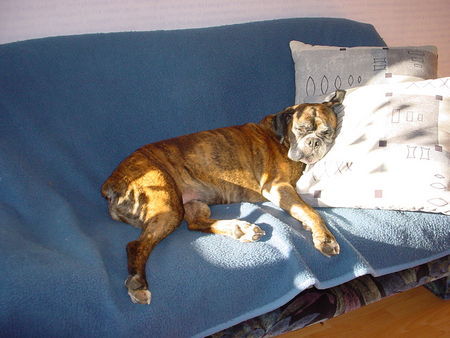 Boxer Hunde Foto 40243 in höherer Auflösung ansehen Boxer Mittagsschlaf