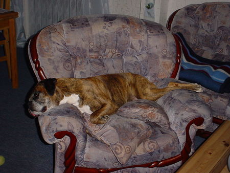 Boxer Hunde Foto 40244 in höherer Auflösung ansehen Boxer Langer Schincken