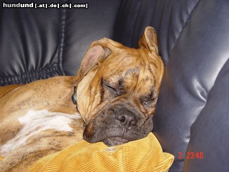 Boxer Hunde Foto 17578 in höherer Auflösung ansehen Boxer BUBBA 2004