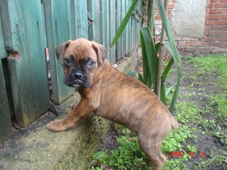 Boxer Hunde Foto 28721 in höherer Auflösung ansehen Boxer Sly 7 Wochen alt, ist er nicht süss