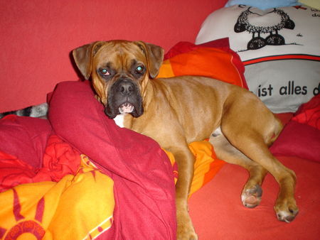 Boxer Hunde Foto 36402 in höherer Auflösung ansehen Boxer Gizmo, 11 Monate