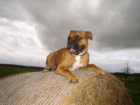 Boxer Hunde Foto 40031 in höherer Auflösung ansehen Boxer Gizmo 1,5 Jahre