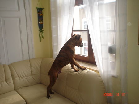 Boxer Hunde Foto 35974 in höherer Auflösung ansehen Boxer Sly passt mal auf das keiner kommt!