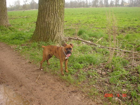 Boxer Hunde Foto 31268 in höherer Auflösung ansehen Boxer Sly 6 Monate alt, boah ist er gewachsen