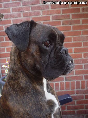 Boxer Tysha