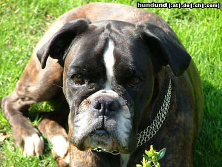 Boxer Hunde Foto 17984 in höherer Auflösung ansehen Boxer Schönste Hündin im Norden?!?