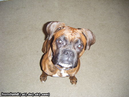 Boxer Hunde Foto 44596 in höherer Auflösung ansehen Boxer Was Ist??????????
