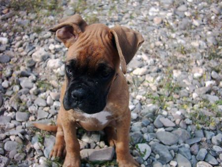 Boxer Hunde Foto 30833 in höherer Auflösung ansehen Boxer Sam *10.05.2004 mit 10 Wochen