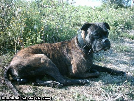Boxer Hunde Foto 5516 Boxer Mein kleiner Tommy