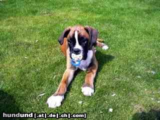 Boxer Hunde Foto 15604 Boxer \