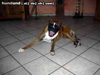 Boxer Hunde Foto 15773 Boxer Murphy Boxer...9 Monate alt