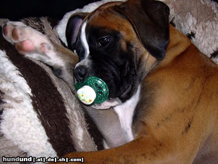Boxer Es ist sooo schön ein Welpe zu sein.......