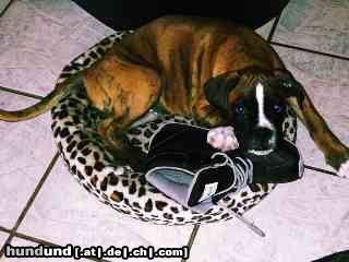 Boxer Hunde Foto 15603 Boxer