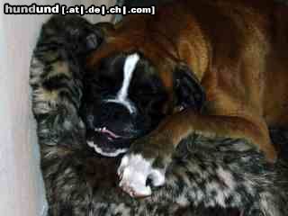 Boxer Hunde Foto 15771 Boxer Murphy Boxer...9 Monate alt