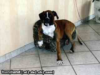 Boxer Hunde Foto 16299 Boxer Sofa zu klein ????