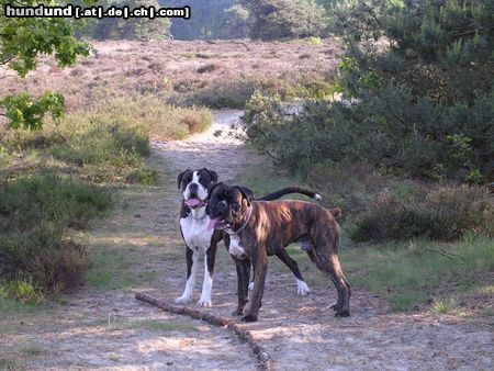 Boxer Dano en Boomer