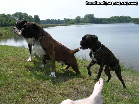 Boxer Otis, Boomer en Dano