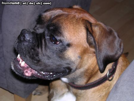 Boxer Dano