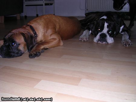 Boxer Dano en Nora