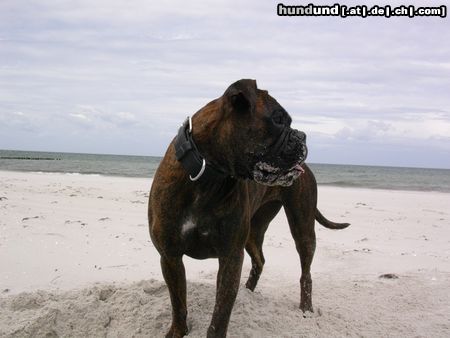 Boxer Hunde Foto 18111 in höherer Auflösung ansehen Boxer Maja am Strand