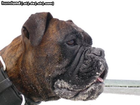 Boxer Maja am Strand