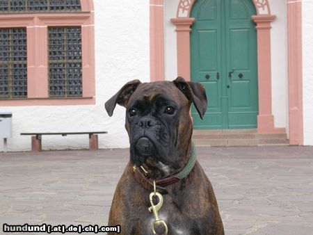 Boxer Hunde Foto 18113 in höherer Auflösung ansehen Boxer Maja