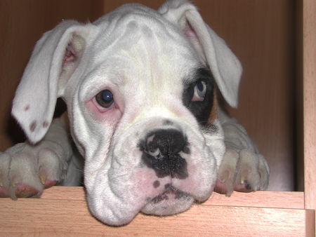 Boxer Hunde Foto 27604 in höherer Auflösung ansehen Boxer Kiss-Me