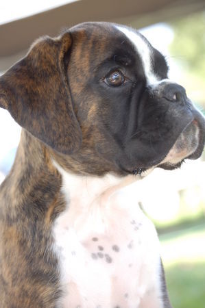 Boxer Hunde Foto 40539 in höherer Auflösung ansehen Boxer Bonsai vom Auenthal