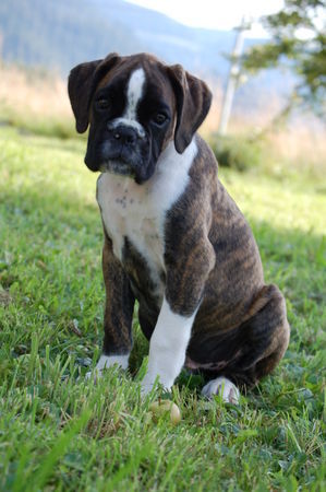 Boxer Bonsai vom Auenthal