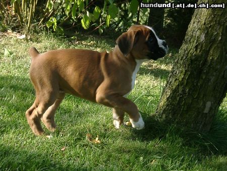 Boxer Daggy mit 10 Wochen